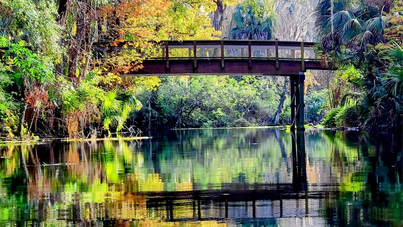 A wooden footbridge spans the Silver River, its reflection mirrored perfectly in the glassy water below, surrounded by autumn-gold and green canopy.