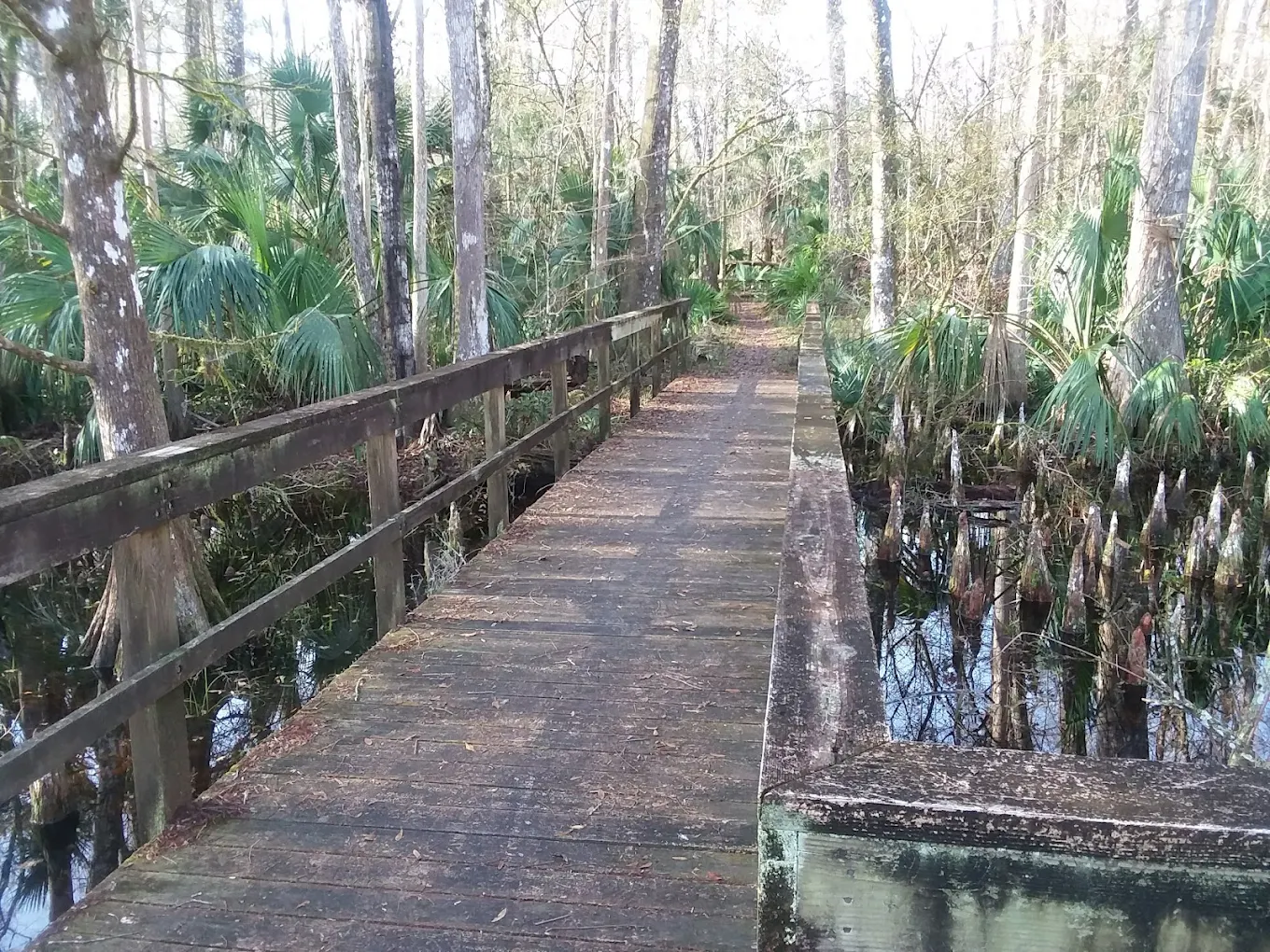 The wooden boardwalk crossing the wetter sections of the Marshall Swamp Trail.