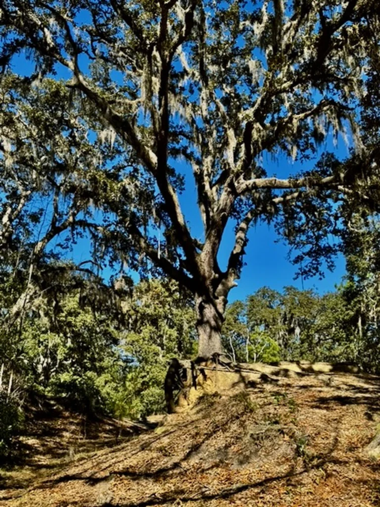 A large live oak tree draped with Spanish moss, standing against a bright blue sky with the sandy trail visible at its base.