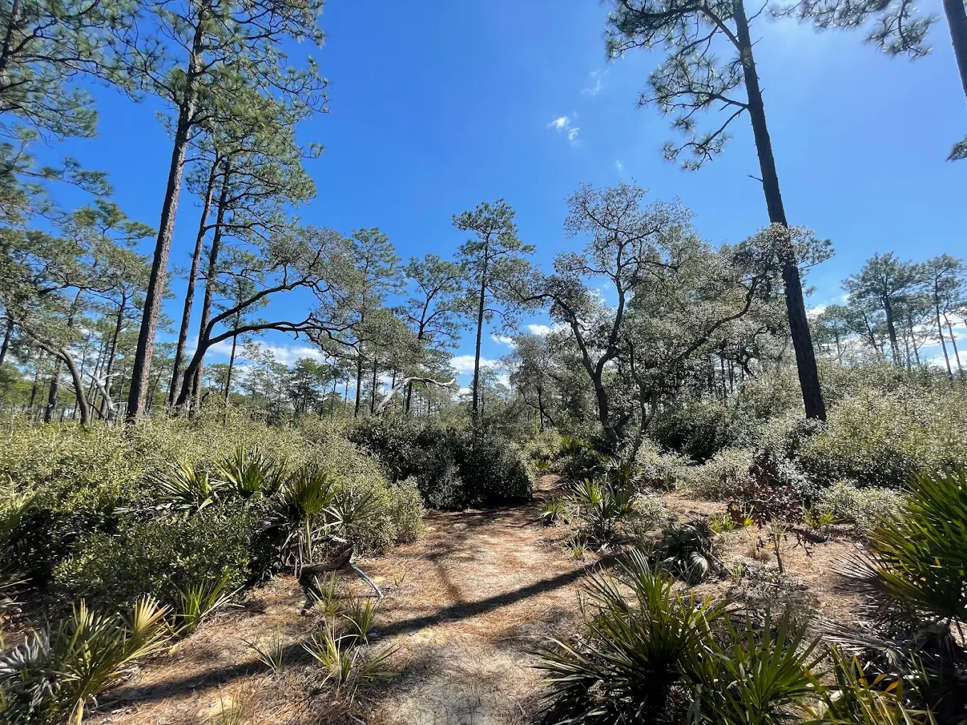 Sandy trail winding through open Florida scrub, flanked by saw palmettos and scrub oaks under a wide blue January sky.
