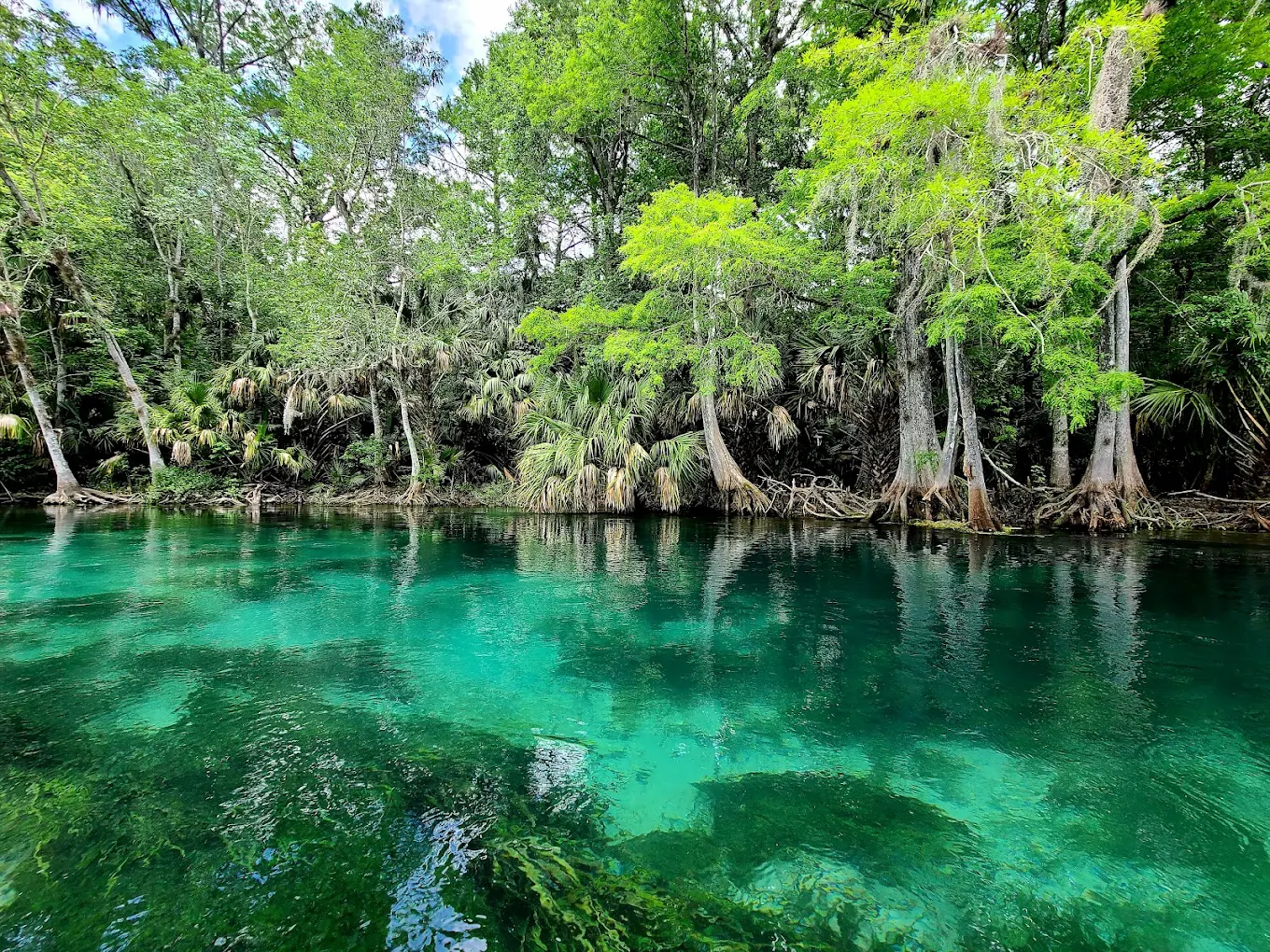 The Silver River from bank level. Extraordinary turquoise-green water with cypress and palm roots lining the far bank, reflecting the dense canopy above.