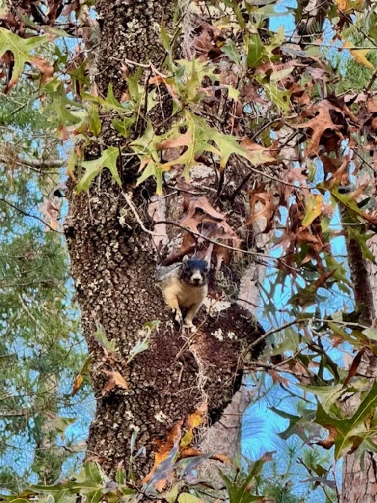 A Sherman's Fox Squirrel clinging to the trunk of a large oak tree surrounded by autumn leaves.