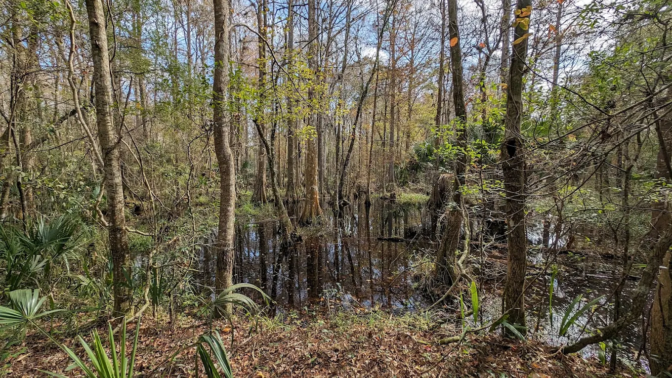Looking into the Marshall Swamp interior from the trail — dark still water reflecting the bare winter canopy, saw palmettos in the foreground, cypress and maple trunks receding into the distance.